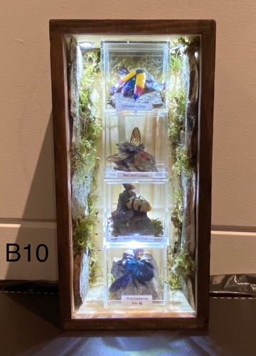 Unique beetle display case - display,