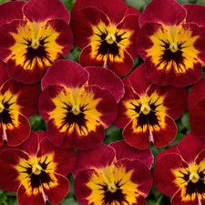 Viola 'Ice Babies Scarlet