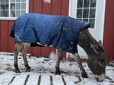 Donkey Longear Winter Turnout Blanket - standard donkey