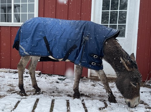 Donkey longear winter turnout - winter,