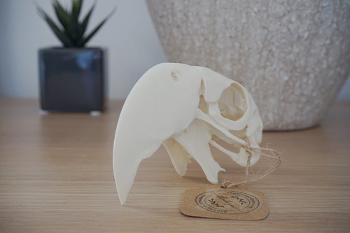 Replica macaw parrot - replica,