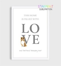 Shetland Sheepdog (Sable)