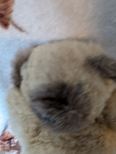 Vintage fluffy teddy - vintage,