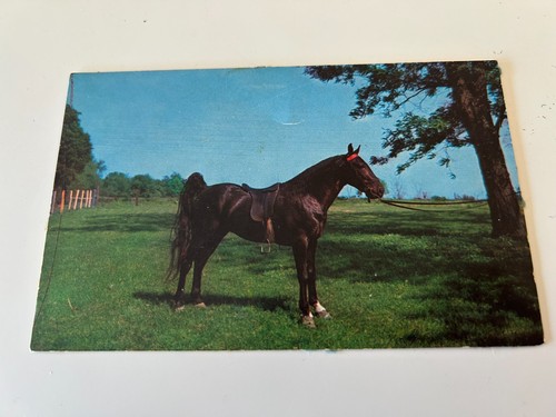 Tennessee walking horse - tennessee,