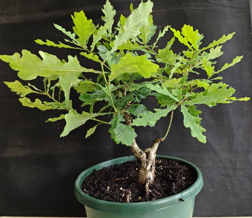 English oak bonsai material - bonsai,