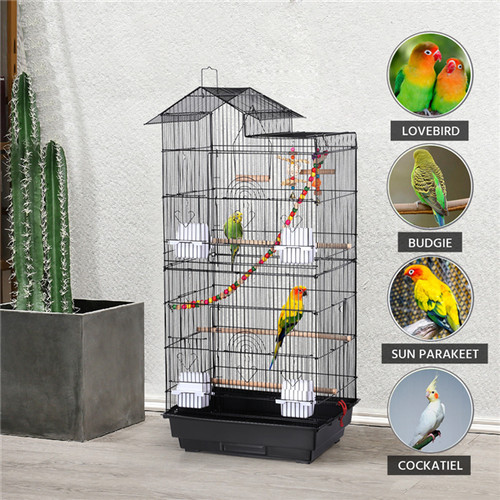 Small parrot bird - small,