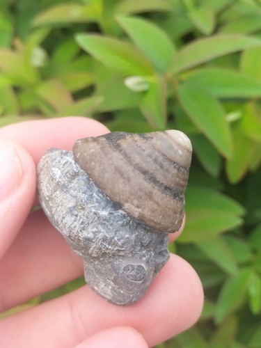 Pleurotomaria ammonite - pleurotomaria,