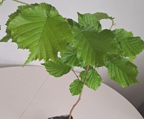 60cm tall hazel tree - 60cm,
