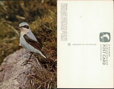 J Salmon Wheatear Moorland Bird 