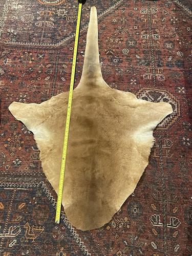 Wallaby kangaroo hide rug - wallaby,