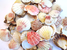 100 X SCALLOP SEA SHELLS