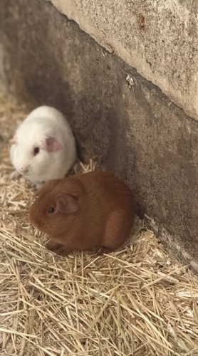 Beautiful boar guinea pigs - beautiful,