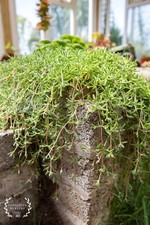 Drosanthemum -Trailing Ice