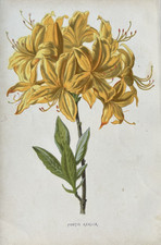 Antique Print c1880s F.E