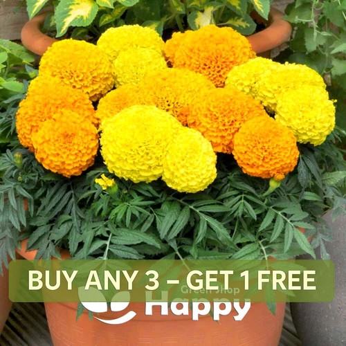 African marigold dwarf maximix - african,