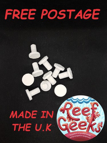 Reef geeks 20mm coral frag - reef,