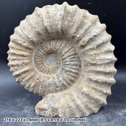 Large fossilised mantelliceras - large,