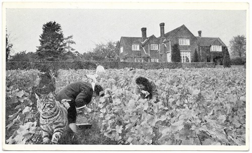 Hambledon vineyard grape - vineyard, at