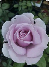 Rose Shrub Flower Garden