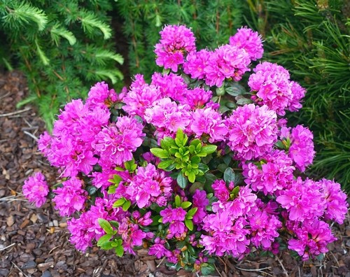 Evergreen azalea geisha - azalea, 'geisha
