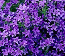 Campanula 'Portenschlagiana'