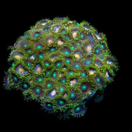 Aquacultured marshall island - aquacultured,