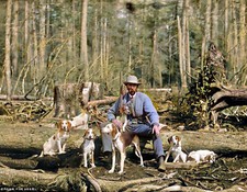 1901 Deer-hunting beagles 14 x
