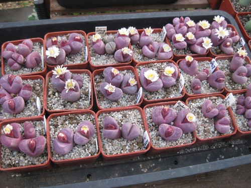 Lithops optica rubra 100 - optica, 100+