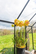 Sarracenia Seedlings from