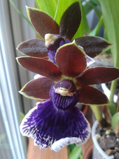 Zygopetalum New Era Orchid plant FS not in bloom.