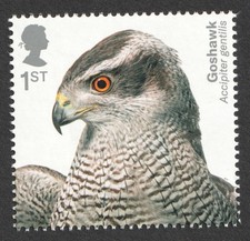 2019 1st goshawk birds of - 2019,