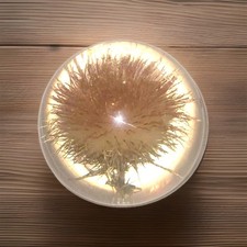Vintage lucite paperweight - vintage, by