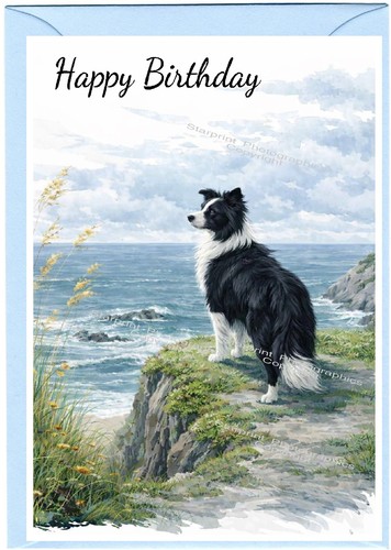 Border collie dog - border,