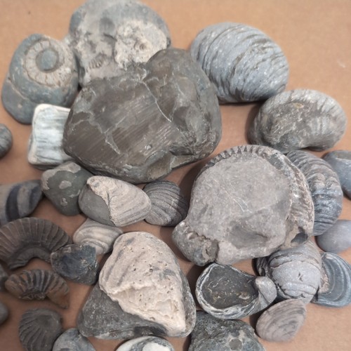 Jurassic marine fossil - marine,