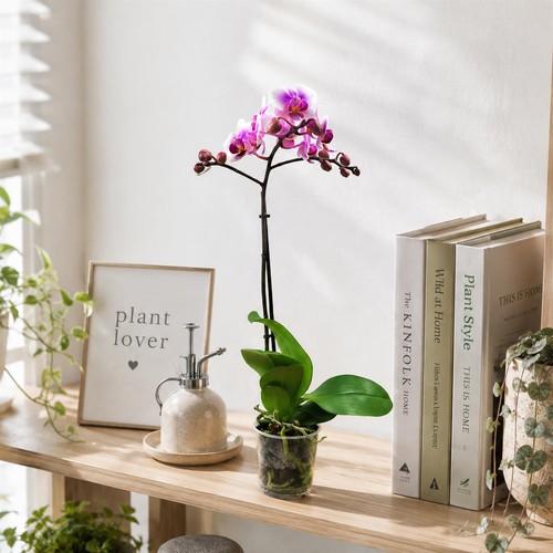 Live plant phalaenopsis moth - 1,