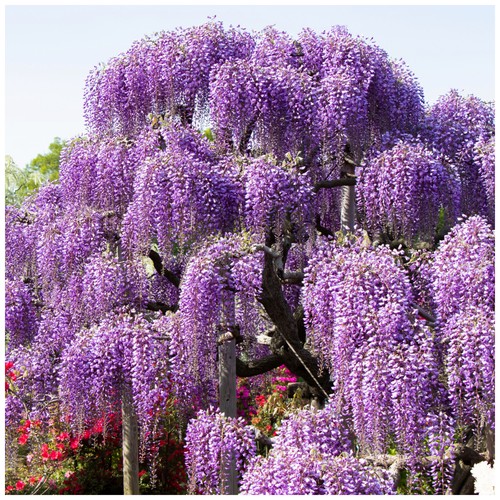 Wisteria sinensis chinese - wisteria,