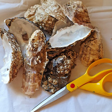 10x Thames London Large Oyster