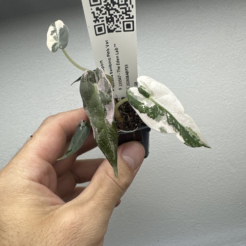 Alocasia bambino pink - alocasia,