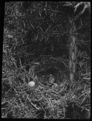 Magic lantern slide young - lantern,