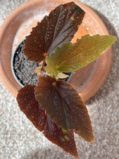 Begonia Maculata 'Pink Spot'