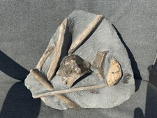 Multi fossil ichthyosaur - fossil, bone