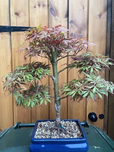51cm japanese maple - 51cm,