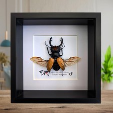Framed lacordaire's stag
