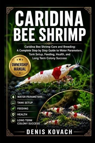 Caridina bee shrimp - caridina, shrimp: