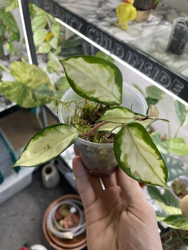 Hoya carnosa tricolour - hoya,