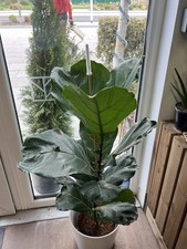 Ficus lyrata - lyrata, fig)