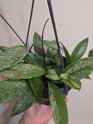 Hoya carnosa silver - silver,