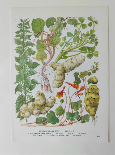 Jerusalem artichoke oca ulluco - artichoke,