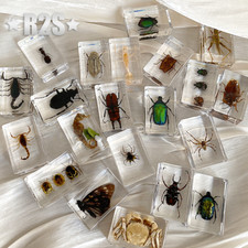 30 Pcs Insect in Resin