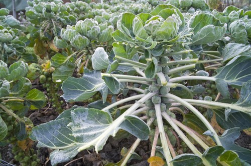 Vegetable brussels sprout - -,